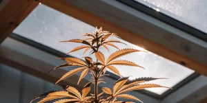 Feuilles de cannabis dorées éclairées par la lumière naturelle entrant par le toit d’une serre de culture.