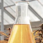 Flacon en verre contenant de l’huile de cannabis placé au centre d’une serre avec des plantes de cannabis en arrière-plan