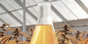 Flacon en verre contenant de l’huile de cannabis placé au centre d’une serre avec des plantes de cannabis en arrière-plan
