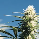 Fleur de cannabis CBD en extérieur avec bourgeon résineux sous ciel bleu.