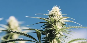 Fleur de cannabis CBD en extérieur avec bourgeon résineux sous ciel bleu.