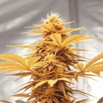 Fleur de cannabis CBD en floraison avec feuilles jaunies et structure dense sous éclairage intérieur.