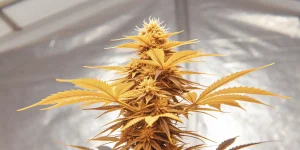 Fleur de cannabis CBD en floraison avec feuilles jaunies et structure dense sous éclairage intérieur.