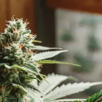Fleur de cannabis CBD Harle-Tsu en phase de maturation, trichomes visibles et pistils orangés sous lumière naturelle.