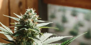 Fleur de cannabis CBD Harle-Tsu en phase de maturation, trichomes visibles et pistils orangés sous lumière naturelle.