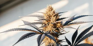 Fleur de cannabis CBD Harlequin en floraison avancée, têtes denses et feuilles foncées sous lumière naturelle.