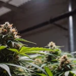 Fleur de cannabis CBD en intérieur avec pistils orangés, feuilles vertes et trichomes visibles.