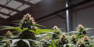 Fleur de cannabis CBD en intérieur avec pistils orangés, feuilles vertes et trichomes visibles.
