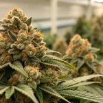 Fleur de cannabis CBD Kush en gros plan, têtes compactes couvertes de trichomes et pistils orangés.