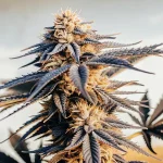 Fleur de cannabis CBD Mexican Red en gros plan, têtes allongées et feuilles foncées aux reflets bleutés.