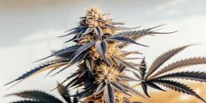 Fleur de cannabis CBD Mexican Red en gros plan, têtes allongées et feuilles foncées aux reflets bleutés.