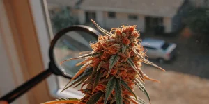 Fleur de cannabis CBD en gros plan, pistils orangés abondants et trichomes visibles sur feuillage foncé.