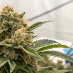 Fleur de cannabis CBD en gros plan pendant la récolte manuelle, têtes résineuses et pistils orangés visibles.