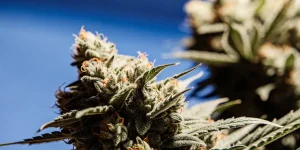 Gros plan d’une fleur de cannabis CBD couverte de trichomes, pistils orangés et feuilles résineuses sous ciel bleu.