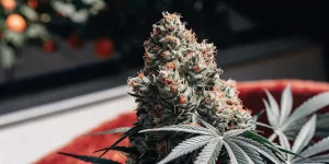 Fleur de cannabis mature en gros plan avec trichomes résineux et pistils orangés visibles.