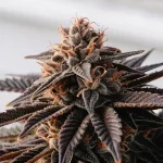 Fleur de cannabis CBD avec feuilles sombres, pistils orangés et trichomes visibles en gros plan.