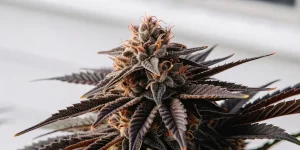 Fleur de cannabis CBD avec feuilles sombres, pistils orangés et trichomes visibles en gros plan.