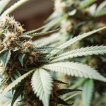 Culture intérieure de cannabis CBD en rangées denses sous éclairage suspendu dans une salle contrôlée.