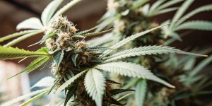 Culture intérieure de cannabis CBD en rangées denses sous éclairage suspendu dans une salle contrôlée.