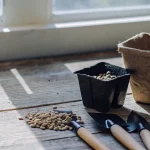 Graines de cannabis disposées sur une table en bois avec petits pots biodégradables et outils de jardinage près d’une fenêtre lumineuse.