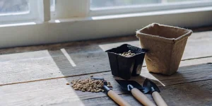 Graines de cannabis disposées sur une table en bois avec petits pots biodégradables et outils de jardinage près d’une fenêtre lumineuse.
