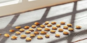 Graines de cannabis soigneusement disposées sur une surface en bois, éclairées par la lumière naturelle près d’une fenêtre.