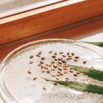 graines de cannabis disposées sur une boîte de Petri humide près d’une fenêtre, avec une feuille de cannabis à côté
