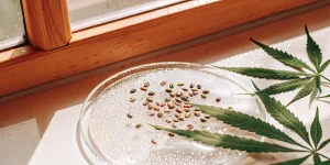 graines de cannabis disposées sur une boîte de Petri humide près d’une fenêtre, avec une feuille de cannabis à côté