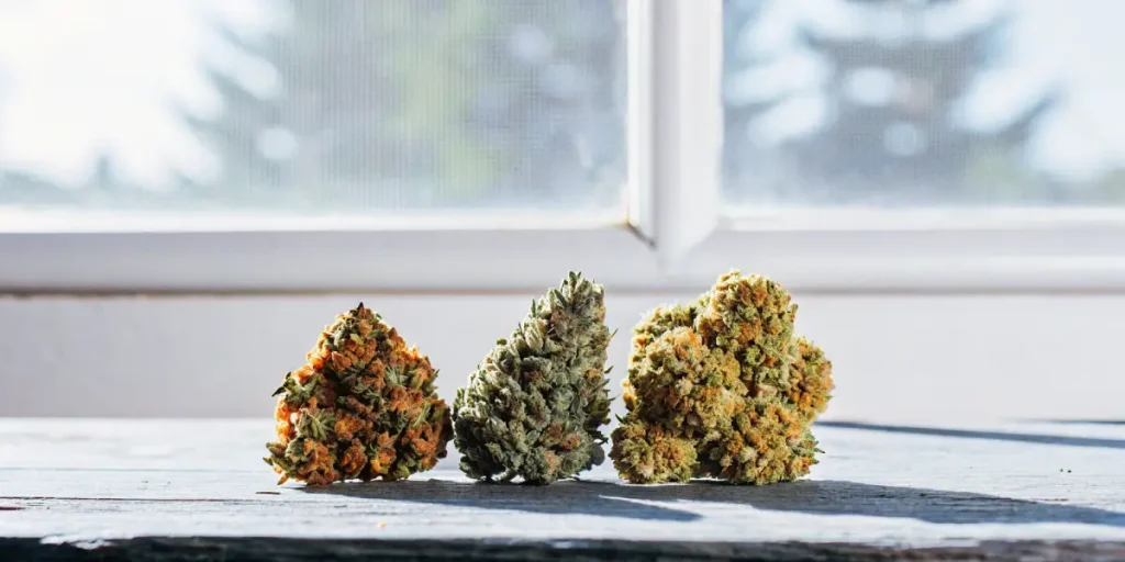 Gros plan de bourgeons de cannabis aux couleurs variées, verts et orangés, posés sur une table en bois près d’une fenêtre.