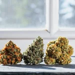 Gros plan de bourgeons de cannabis aux couleurs variées, verts et orangés, posés sur une table en bois près d’une fenêtre.