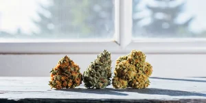 Gros plan de bourgeons de cannabis aux couleurs variées, verts et orangés, posés sur une table en bois près d’une fenêtre.