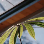 Gros plan sur les feuilles d’une plante verte éclairées par la lumière naturelle entrant par une fenêtre.