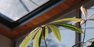 Gros plan sur les feuilles d’une plante verte éclairées par la lumière naturelle entrant par une fenêtre.