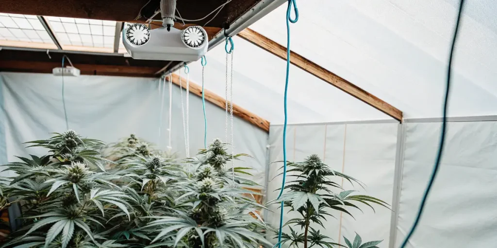 Gros plan d’une fleur de cannabis CBD mature avec feuilles vertes et trichomes visibles.