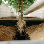Gros plan sur les racines d’une plante de cannabis exposées dans le sol avec un système d’irrigation contrôlé en culture intérieure.