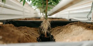 Gros plan sur les racines d’une plante de cannabis exposées dans le sol avec un système d’irrigation contrôlé en culture intérieure.