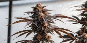 Gros plan d’une tête de cannabis mature avec feuilles foncées et trichomes visibles