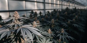 Gros plan sur une variété de cannabis aux feuilles foncées cultivée en serre avec des têtes résineuses bien développées.