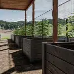 Culture intérieure de cannabis sous éclairage LED, murs réfléchissants et plantes en floraison uniforme.