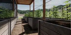 Culture intérieure de cannabis sous éclairage LED, murs réfléchissants et plantes en floraison uniforme.