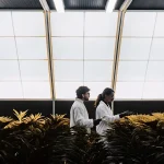 Deux chercheurs inspectent des plantes de cannabis dans une serre moderne sous lumière naturelle filtrée.