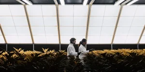 Deux chercheurs inspectent des plantes de cannabis dans une serre moderne sous lumière naturelle filtrée.