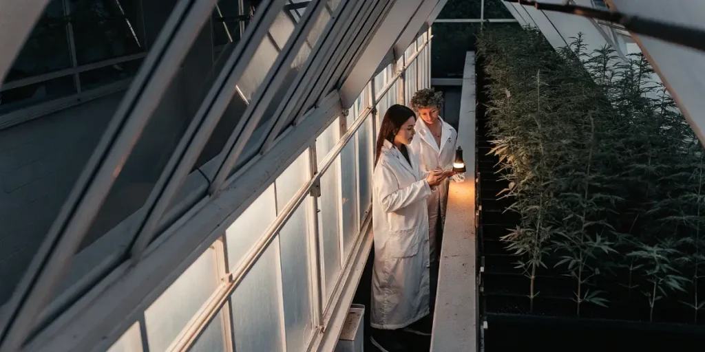 Inspection scientifique culture cannabis en serre avec chercheurs tenant flacon sous lumiere chaude.