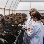 scientifiques inspectant des plantes de cannabis en serre high-tech lors d’un contrôle de culture