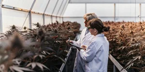 scientifiques inspectant des plantes de cannabis en serre high-tech lors d’un contrôle de culture