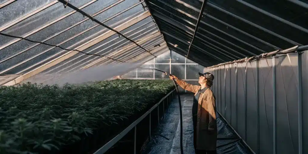 Irrigation culture cannabis interieur serre avec travailleur arrosant sous toit translucide.