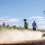 Travailleurs marchant dans un champ de cannabis pendant une irrigation par brumisation sous un ciel bleu dégagé.