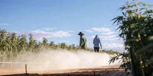 Travailleurs marchant dans un champ de cannabis pendant une irrigation par brumisation sous un ciel bleu dégagé.