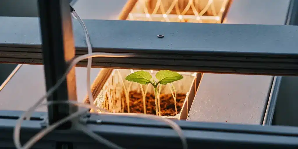 Jeune plantule de cannabis réalisant la photosynthèse sous éclairage contrôlé en serre