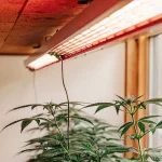 Lampe de culture HPS suspendue au plafond au-dessus de jeunes plants de cannabis en intérieur près d’une fenêtre.